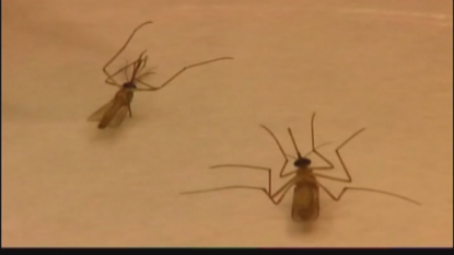 West Nile virus identified in 19 NJ counties