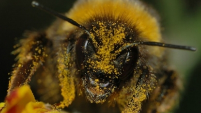 When ‘High’ On Nectar, Bumblebees Lose Stability In Flight