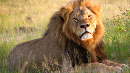 Wildlife Officials Dismiss Reports of Cecil’s Companions Death