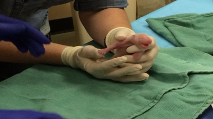 Mei Xiang, giant panda, gives birth to twins at Washington’s National Zoo