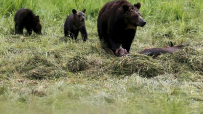 Yellowstone Bear Attack: Seasoned Hiker Lance Crosby Killed By Grizzly