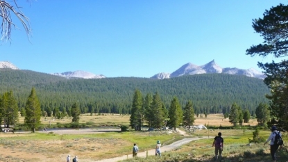 Yosemite Campers Killed by Falling Tree Limb