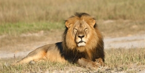 Zim names another American illegal lion hunter