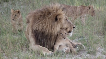 Zimbabwe Accuses Second American Doctor of Lion Poaching