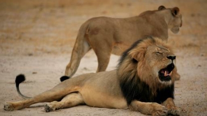 Cecil the lion’s brother Jericho ‘alive and well’