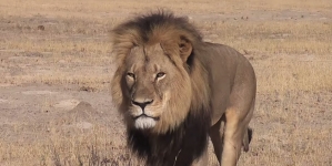 Zimbabwe calls for lion Cecil’s poacher to face trial