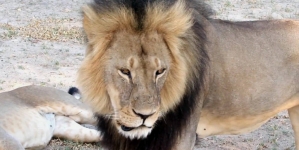 Zimbabwe lifts ban on lion hunting after just one week