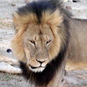 Zimbabwe lifts ban on lion hunting after just one week