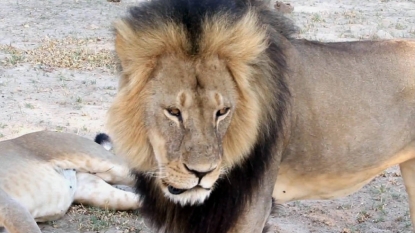 Zimbabwe lifts ban on lion hunting after just one week