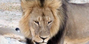 Zimbabwe seeks to extradite dentist who killed Cecil the lion