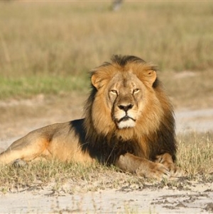 Zimbabwe suspends big game hunting after Cecil’s death