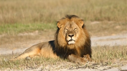 Zimbabwe suspends big game hunting after Cecil’s death