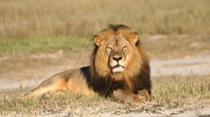 Zimbabwe to U.S.: Extradite dentist over killing of Cecil the lion