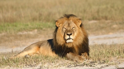 Zimbabwe to investigate 2nd lion killing by US hunter