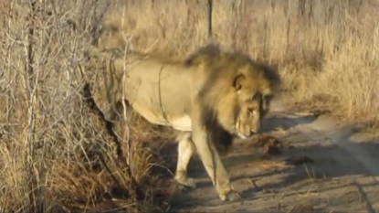 Zimbabwean authorities restrict hunting after lion killing