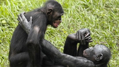 Wild bonobos produce human child-like vocalisations