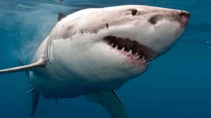 18-foot-long tiger shark caught