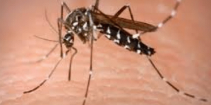 3 human West Nile cases in Southern California