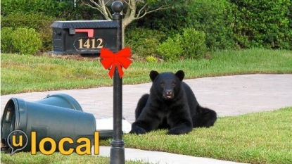 Florida starts selling bear hunt permits despite challenge