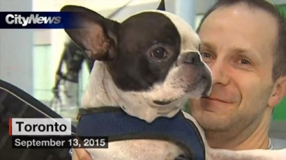 Air Canada pilot diverts flight to save dog