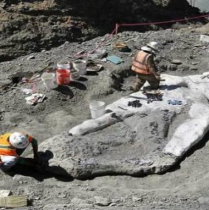 Ancient Whale Fossil Discovered in Santa Cruz, Can Provide Insight into Whale