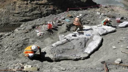 Ancient Whale Fossil Discovered in Santa Cruz, Can Provide Insight into Whale