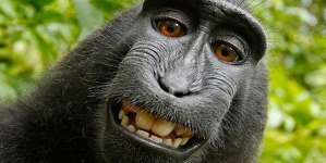 PETA is suing over a monkey’s right to own its selfies