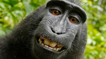 PETA is suing over a monkey’s right to own its selfies