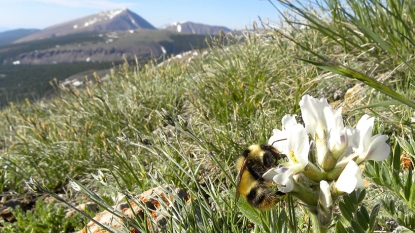 Bees’ tongues shrinking as flowers wilt