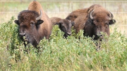 Bison herd released at Minneopa State Park, with drive-thru