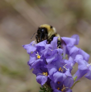 Bumblebees stick out their tongues at climate change