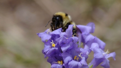 Bumblebees stick out their tongues at climate change