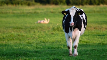 Cattle virus linked to breast cancer