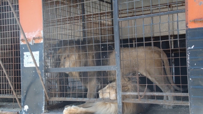 Charity full of pride after rescuing lions from circus