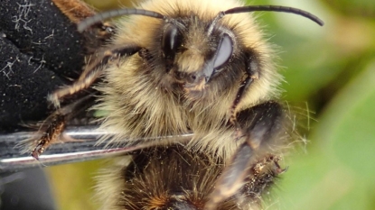 Climate Change is Strangely Shrinking Bumblee Tongues