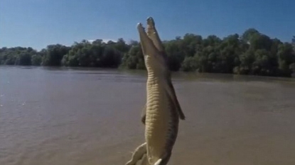 Crocodile uses tail to propel vertically out of water