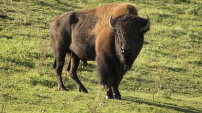 DNR, Zoo release rare bison herd into state park