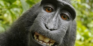 PETA wants monkey should have rights. Like, rights to their selfies