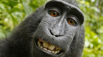 PETA wants monkey should have rights. Like, rights to their selfies