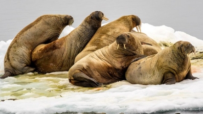 Federal Prosecutors investigating death of 25 Pacific Walrus