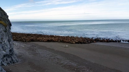 Dead walruses found on northwest Alaska beach