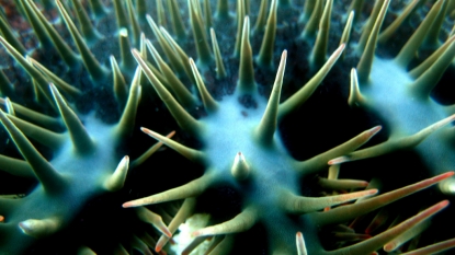 Divers kill coral-eating crown-of-thorns starfish with vinegar