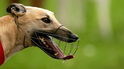 Greyhound baiting ‘just the way it’s done’