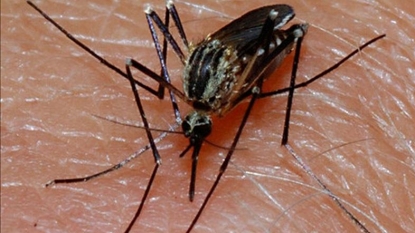 Health officials confirm West Nile Virus death in Butte County