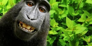 Home News PETA sue wildlife photographer for ‘monkey selfie’ images taken by