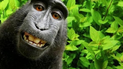 Home News PETA sue wildlife photographer for ‘monkey selfie’ images taken by