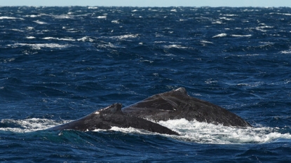 Humpback whales spotted in the Columbia near Astoria