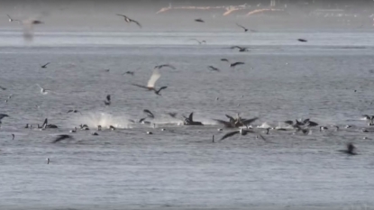 Humpback whales visit the Columbia River near Astoria