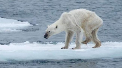 Starved polar bear pictured as ‘climate change ruins their habitats’