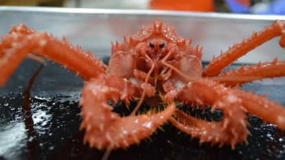 King Crabs Invading Antarctica, Threatening Antarctica’s Marine Ecosystem